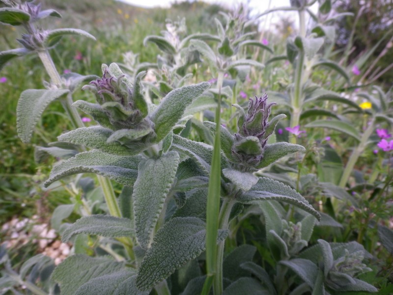 Verdi e morbide - Stachys gr. germanica